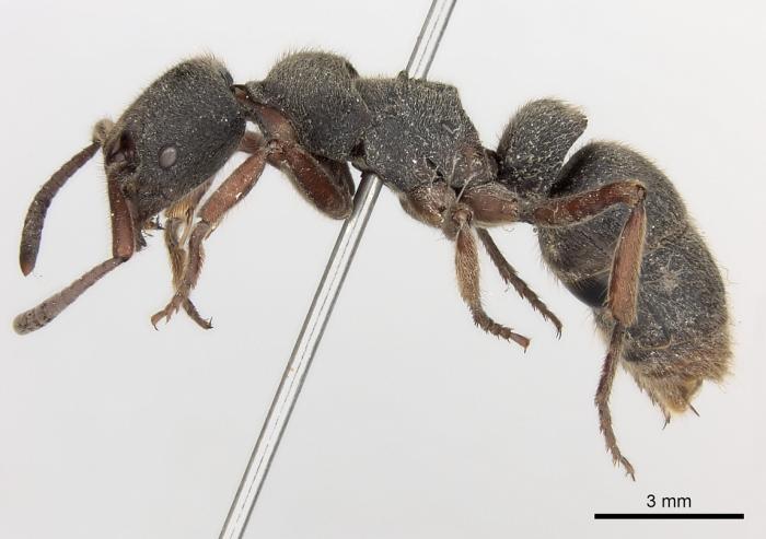 Pachycondyla rufipes